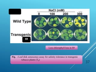 37
S9
Less chlorophyll loss in S9
Fig. : Leaf disk senescence assay for salinity tolerance in transgenic
tobacco plants (T0)
 
