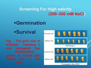 38
Screening For High salinity
(200–300 mM NaCl)
Germination
Survival
Fig. : The grain size of
wildtype Hesheng 3
and transgenic line
B53(AtNHX1)
grown in normal and
saline soil in the
field.
 