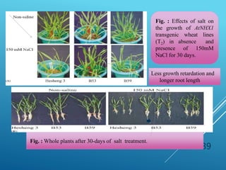39
Fig. : Effects of salt on
the growth of AtNHX1
transgenic wheat lines
(T2) in absence and
presence of 150mM
NaCl for 30 days.
Less growth retardation and
longer root length
Fig. : Whole plants after 30-days of salt treatment.
 