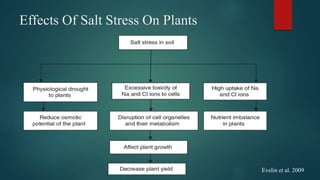 Effects Of Salt Stress On Plants
Evelin et al. 2009
 
