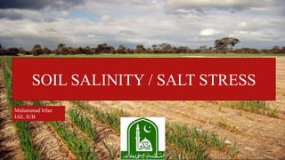 SOIL SALINITY / SALT STRESS
Muhammad Irfan
IAE, IUB
 