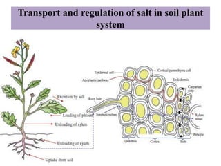 Transport and regulation of salt in soil plant
system
 