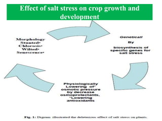 Effect of salt stress on crop growth and
development
 