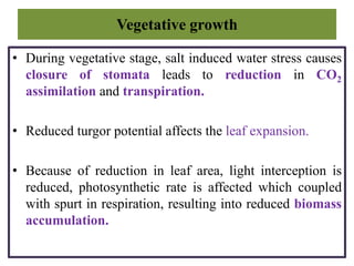 Vegetative growth
• During vegetative stage, salt induced water stress causes
closure of stomata leads to reduction in CO2
assimilation and transpiration.
• Reduced turgor potential affects the leaf expansion.
• Because of reduction in leaf area, light interception is
reduced, photosynthetic rate is affected which coupled
with spurt in respiration, resulting into reduced biomass
accumulation.
 