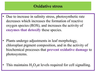 Oxidative stress
• Due to increase in salinity stress, photosynthetic rate
decreases which increases the formation of reactive
oxygen species (ROS), and increases the activity of
enzymes that detoxify these species.
• Plants undergo adjustments in leaf morphology,
chloroplast pigment composition, and in the activity of
biochemical processes that prevent oxidative damage to
photosystems.
• This maintains H2O2at levels required for cell signalling.
 
