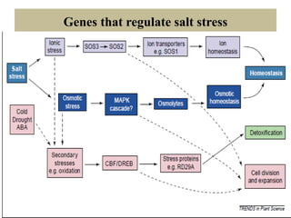 Genes that regulate salt stress
 
