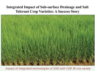 Integrated Impact of Sub-surface Drainage and Salt
Tolerant Crop Varieties: A Success Story
 