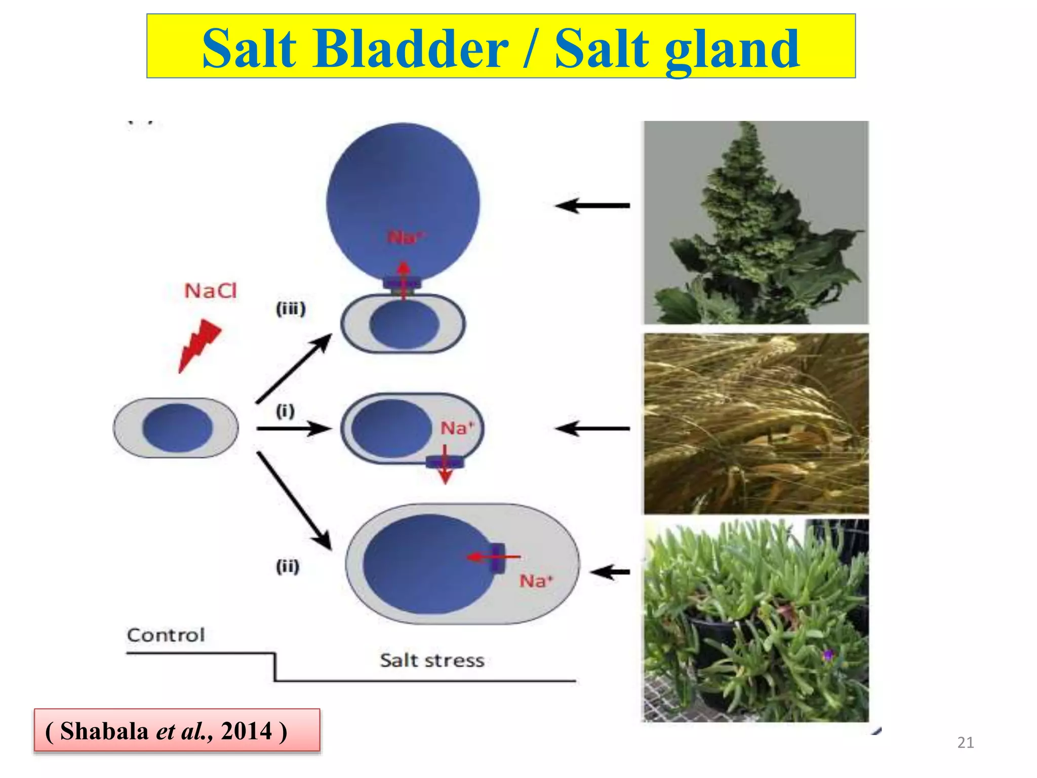 Salt Bladder Salinity tolerance mechanisms - physiological, biochemical and ...