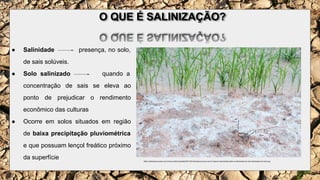 SALINIZAÇÃO DO SOLO .pdf
