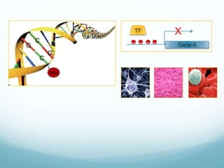 Me
C
G
C
G
Gene A
TF X
 
