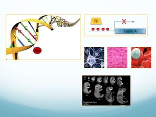 Me
C
G
C
G
Gene A
TF X
 