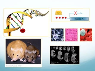 Me
C
G
C
G
Gene A
TF X
 