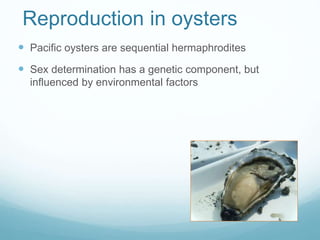 Reproduction in oysters
 Pacific oysters are sequential hermaphrodites
 Sex determination has a genetic component, but
influenced by environmental factors
 