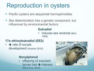 Reproduction in oysters
Nonylphenol
• offspring of exposed
larvae had  intersex
(Nice et al. 2003)
17α ethinylestradiol (EE2)
•  rate of oocyte
development (Andrew 2010)
Estradiol
• induces sex reversal (Mori
1969)
 Pacific oysters are sequential hermaphrodites
 Sex determination has a genetic component, but
influenced by environmental factors
 