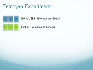 Estrogen Experiment
500 ng/L EE2: 150 oysters (n=50/tank)
Control: 150 oysters (n=50/tank)
 