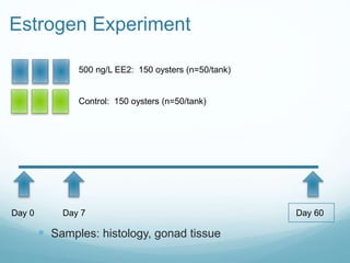 Estrogen Experiment
Day 0 Day 7 Day 60
500 ng/L EE2: 150 oysters (n=50/tank)
Control: 150 oysters (n=50/tank)
 Samples: histology, gonad tissue
 