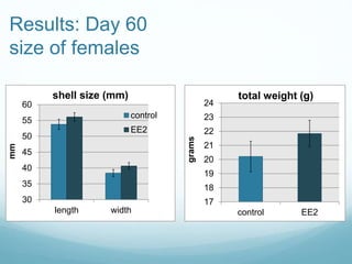 Results: Day 60
size of females
30
35
40
45
50
55
60
length width
mm
shell size (mm)
control
EE2
17
18
19
20
21
22
23
24
control EE2
grams
total weight (g)
 