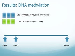 Results: DNA methylation
control 150 oysters (n=50/tank)
Day 0 Day 7 Day 60
EE2 (500ng/L) 150 oysters (n=50/tank)
 