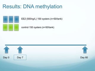 Results: DNA methylation
control 150 oysters (n=50/tank)
Day 0 Day 7 Day 60
EE2 (500ng/L) 150 oysters (n=50/tank)
 