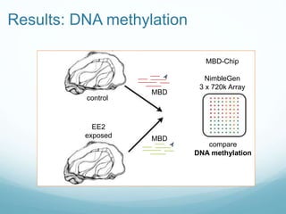 MBD-Chip
NimbleGen
3 x 720k Array
compare
DNA methylation
control
EE2
exposed
MBD
MBD
Results: DNA methylation
 