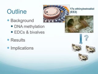 Outline
 Background
 DNA methylation
 EDCs & bivalves
 Results
 Implications
17α ethinylestradiol
(EE2)
 