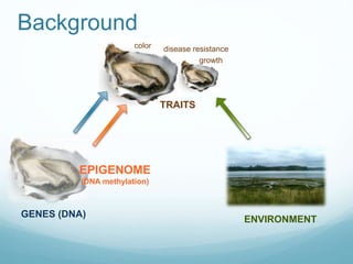 GENES (DNA)
EPIGENOME
(DNA methylation)
TRAITS
color
growth
disease resistance
ENVIRONMENT
Background
 