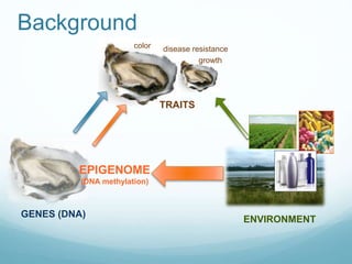 GENES (DNA)
EPIGENOME
(DNA methylation)
TRAITS
color
growth
disease resistance
ENVIRONMENT
Background
 