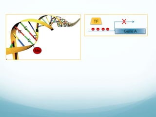 Me
C
G
C
G
Gene A
TF X
 