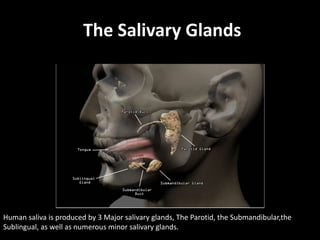 The Salivary Glands 
Human saliva is produced by 3 Major salivary glands, The Parotid, the Submandibular,the 
Sublingual, ...