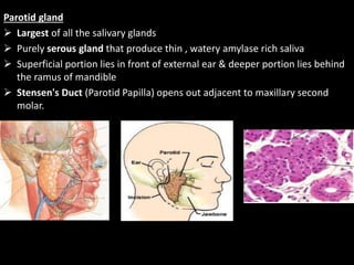 Parotid gland 
 Largest of all the salivary glands 
 Purely serous gland that produce thin , watery amylase rich saliva ...
