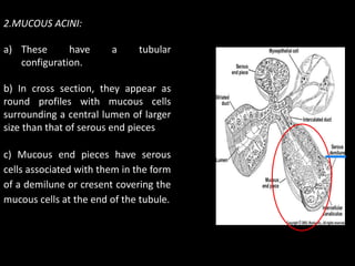 2.MUCOUS ACINI: 
a) These have a tubular 
configuration. 
b) In cross section, they appear as 
round profiles with mucous ...