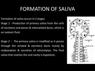 FORMATION OF SALIVA 
Formation of saliva occurs in 2 stages. 
Stage 1 : Production of primary saliva from the cells 
of se...