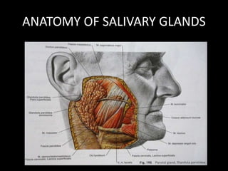 ANATOMY OF SALIVARY GLANDS
 
