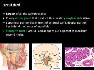 Parotid gland
 Largest of all the salivary glands
 Purely serous gland that produce thin , watery amylase rich saliva
 Superficial portion lies in front of external ear & deeper portion
lies behind the ramus of mandible
 Stensen's Duct (Parotid Papilla) opens out adjacent to maxillary
second molar.
 