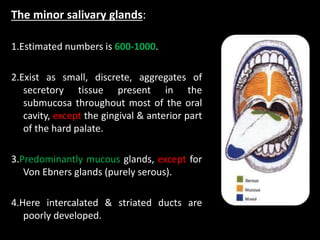 The minor salivary glands:
1.Estimated numbers is 600-1000.
2.Exist as small, discrete, aggregates of
secretory tissue present in the
submucosa throughout most of the oral
cavity, except the gingival & anterior part
of the hard palate.
3.Predominantly mucous glands, except for
Von Ebners glands (purely serous).
4.Here intercalated & striated ducts are
poorly developed.
 