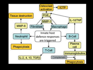 Innate host
defence responses
are triggered
 