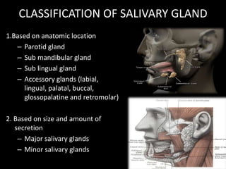 CLASSIFICATION OF SALIVARY GLAND
1.Based on anatomic location
– Parotid gland
– Sub mandibular gland
– Sub lingual gland
– Accessory glands (labial,
lingual, palatal, buccal,
glossopalatine and retromolar)
2. Based on size and amount of
secretion
– Major salivary glands
– Minor salivary glands
 