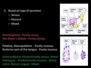 3. Based on type of secretion
– Serous
– Mucous
– Mixed
Parotid glands - Purely serous
Von Ebner’s Glands - Purely serous
Palatine, Glossopalatine - Purely mucous.
Posterior part of the tongue - Purely mucous
Submandibular-Predominantly serous, Mixed
Sublingual - Predominantly mucous , Mixed
Labial, Buccal, Lingual - Mixed
 