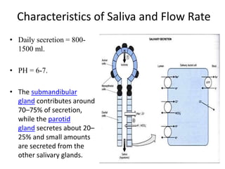 Characteristics of Saliva and Flow Rate
• Daily secretion = 800-
1500 ml.
• PH = 6-7.
• The submandibular
gland contributes around
70–75% of secretion,
while the parotid
gland secretes about 20–
25% and small amounts
are secreted from the
other salivary glands.
 