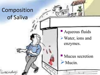 Composition
of Saliva
Aqueous fluids
Water, ions and
enzymes.
Mucus secretion
Mucin.
 