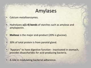 Amylases
• Calcium metalloenzymes.
• Hydrolyzes (1-4) bonds of starches such as amylose and
amylopectin.
• Maltose is the major end-product (20% is glucose).
• 30% of total protein is from parotid gland.
• “Appears” to have digestive function - inactivated in stomach,
provides disaccharides for acid-producing bacteria.
• A role in modulating bacterial adherence.
 
