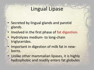 Lingual Lipase
• Secreted by lingual glands and parotid
glands.
• Involved in the first phase of fat digestion.
• Hydrolyzes medium- to long-chain
triglycerides.
• Important in digestion of milk fat in new-
borns.
• Unlike other mammalian lipases, it is highly
hydrophobic and readily enters fat globules
 