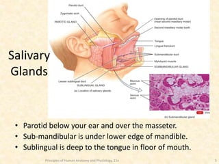 Principles of Human Anatomy and Physiology, 11e 5
• Parotid below your ear and over the masseter.
• Sub-mandibular is under lower edge of mandible.
• Sublingual is deep to the tongue in floor of mouth.
Salivary
Glands
 