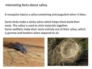 Interesting facts about saliva.
A mosquito injects a saliva containing anticoagulant when it bites.
Some birds make a sticky saliva which helps them build their
nests. The saliva is used to stick materials together.
Some swiftlets make their nests entirely out of their saliva, which
is gummy and hardens when exposed to air.
 