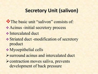 Secretory Unit (salivon)
The basic unit “salivon” consists of:
 Acinus -initial secretory process
 Intercalated duct
 Striated duct -modification of secretory
product
 Myoepithelial cells
surround acinus and intercalated duct
contraction moves saliva, prevents
development of back pressure
 
