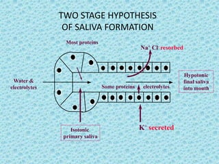 TWO STAGE HYPOTHESIS
OF SALIVA FORMATION
Water &
electrolytes
Isotonic
primary saliva
Most proteins
Some proteins electrolytes
Na+ Cl- resorbed
K+ secreted
Hypotonic
final saliva
into mouth
 