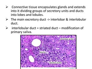  Connective tissue encapsulates glands and extends
into it dividing groups of secretory units and ducts
into lobes and lobules.
 The main excretory duct -> interlobar & interlobular
duct.
 interlobular duct = striated duct – modification of
primary saliva.
 
