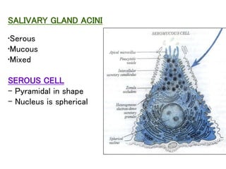 SALIVARY GLAND ACINI
•Serous
•Mucous
•Mixed
SEROUS CELL
- Pyramidal in shape
- Nucleus is spherical
 