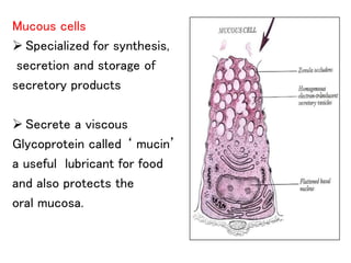 Mucous cells
 Specialized for synthesis,
secretion and storage of
secretory products
 Secrete a viscous
Glycoprotein called ‘ mucin’
a useful lubricant for food
and also protects the
oral mucosa.
 
