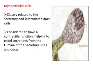 Myoepithelial cells
Closely related to the
secretory and intercalated duct
cells
Considered to have a
contractile function, helping to
expel secretions from the
Lumina of the secretory units
and ducts.
 